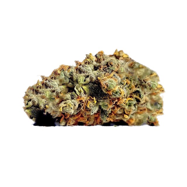 184735_King_Tut_v2.jpg King Tut - Image 1