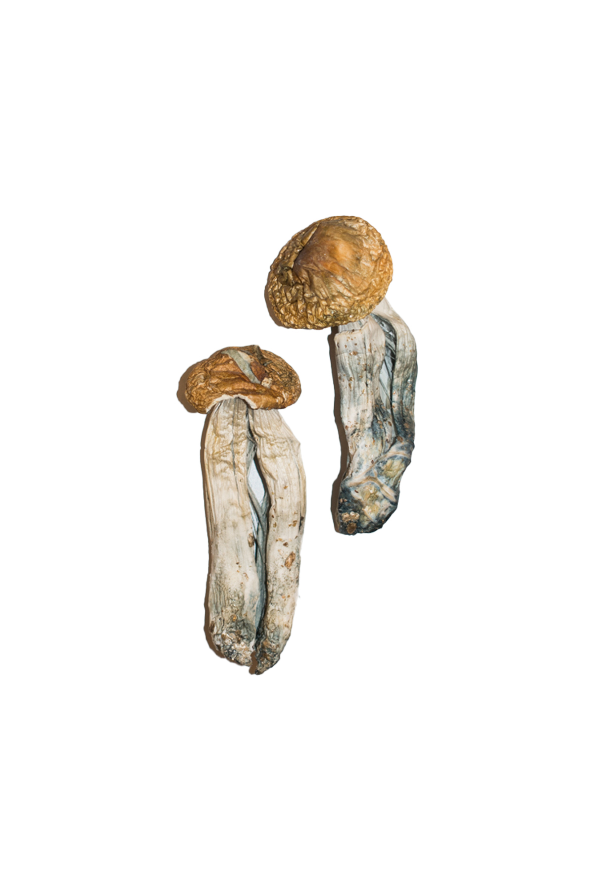 Big-Mex-Magic-Mushrooms-Strain.jpg Big Mex Magic Mushrooms - Image 1