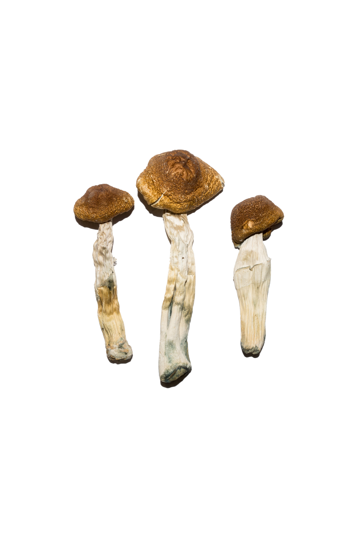 Brazilian-Magic-Mushrooms.jpg Brazilian Magic Mushrooms - Image 1