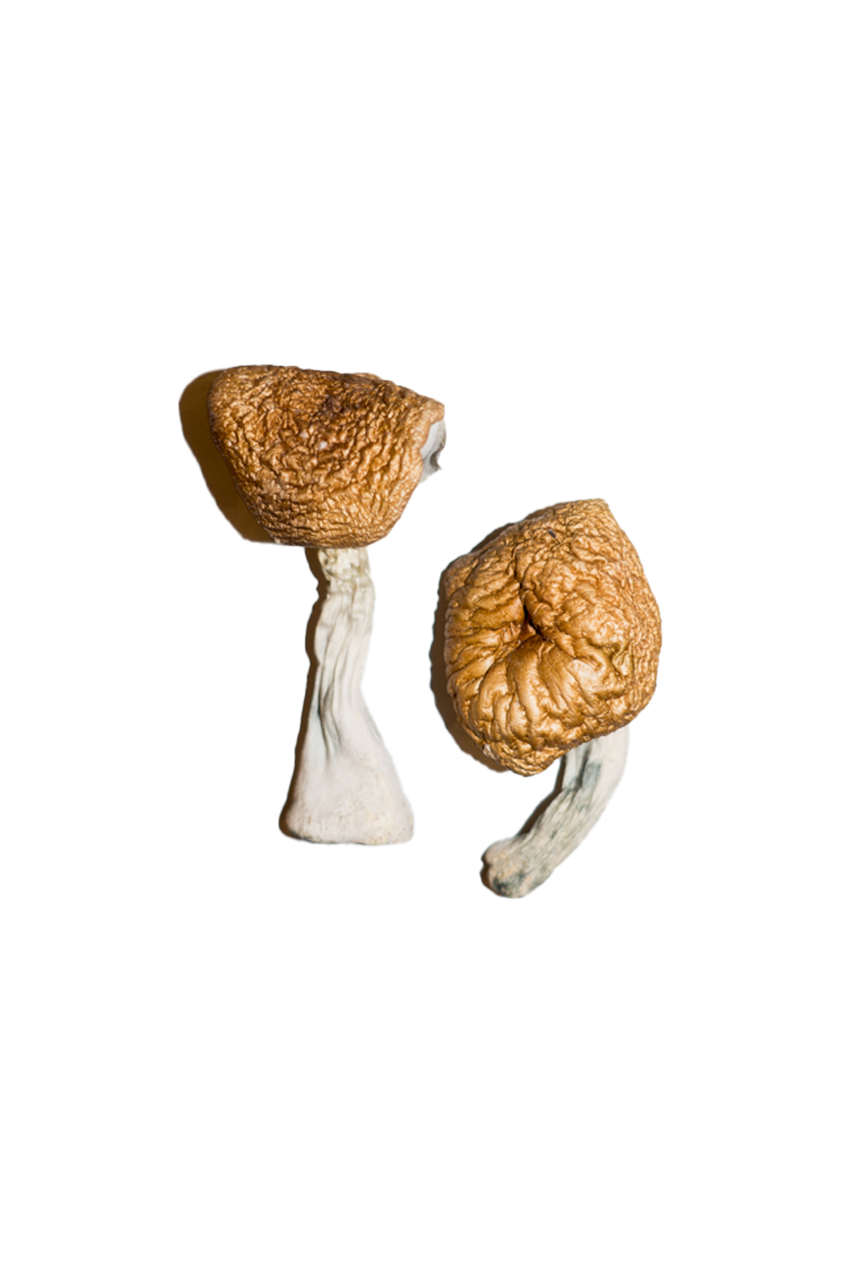 Burmese-Magic-Mushrooms.jpg Burmese Magic Mushrooms - Image 1