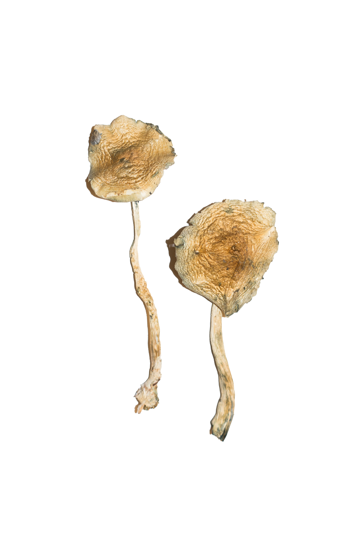 Cuban-Magic-Mushrooms.jpg Cuban Magic Mushrooms - Image 1