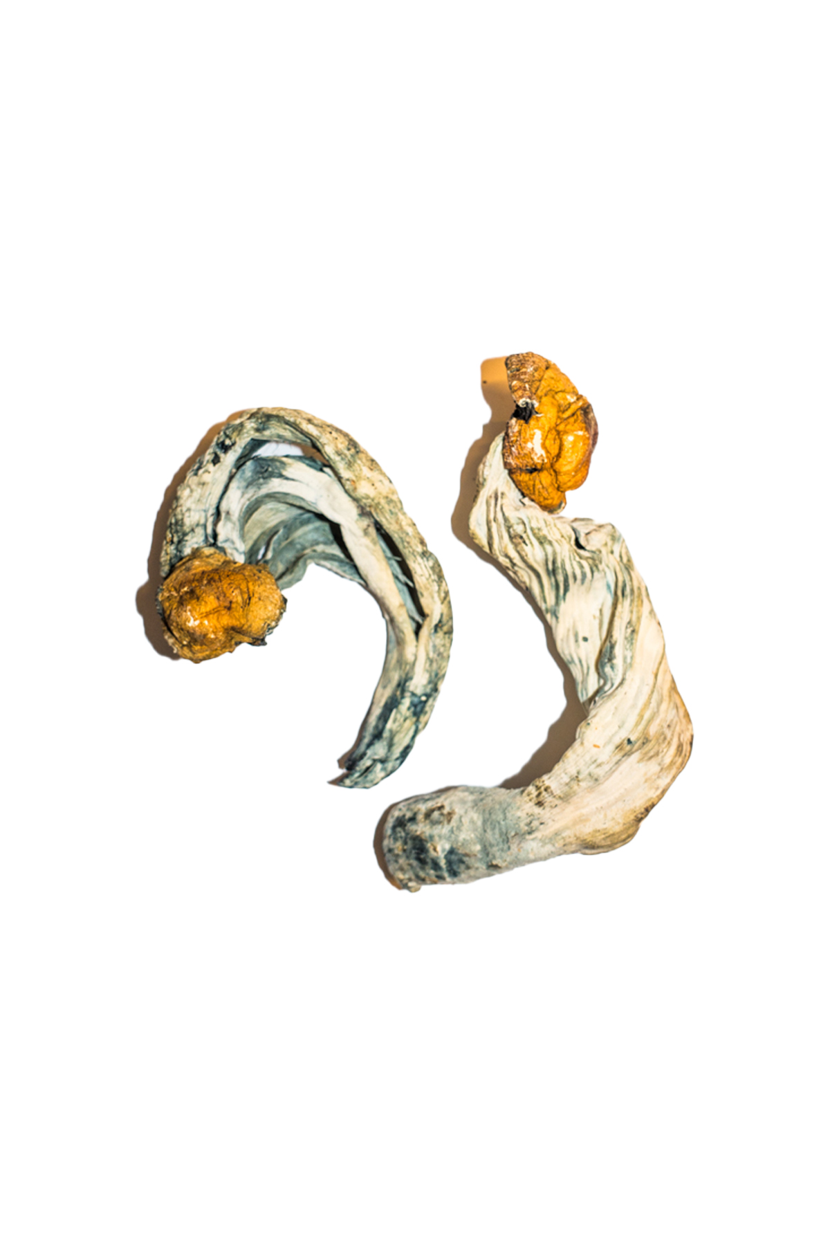 Ecuadorian-Magic-Mushroom-2-1.jpg Ecuadorian Magic Mushrooms - Image 1