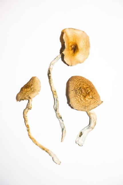 Golden Teacher Magic Mushrooms
