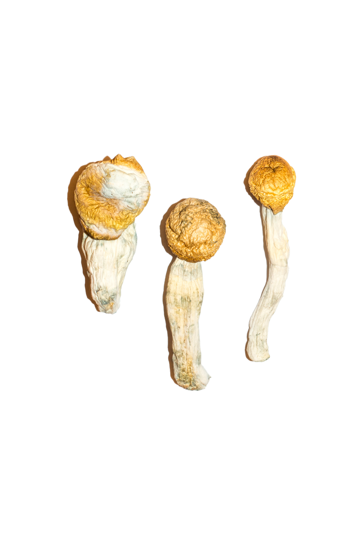 Penis-Envy-Magic-Mushrooms-3.jpg Penis Envy Magic Mushrooms - Image 1