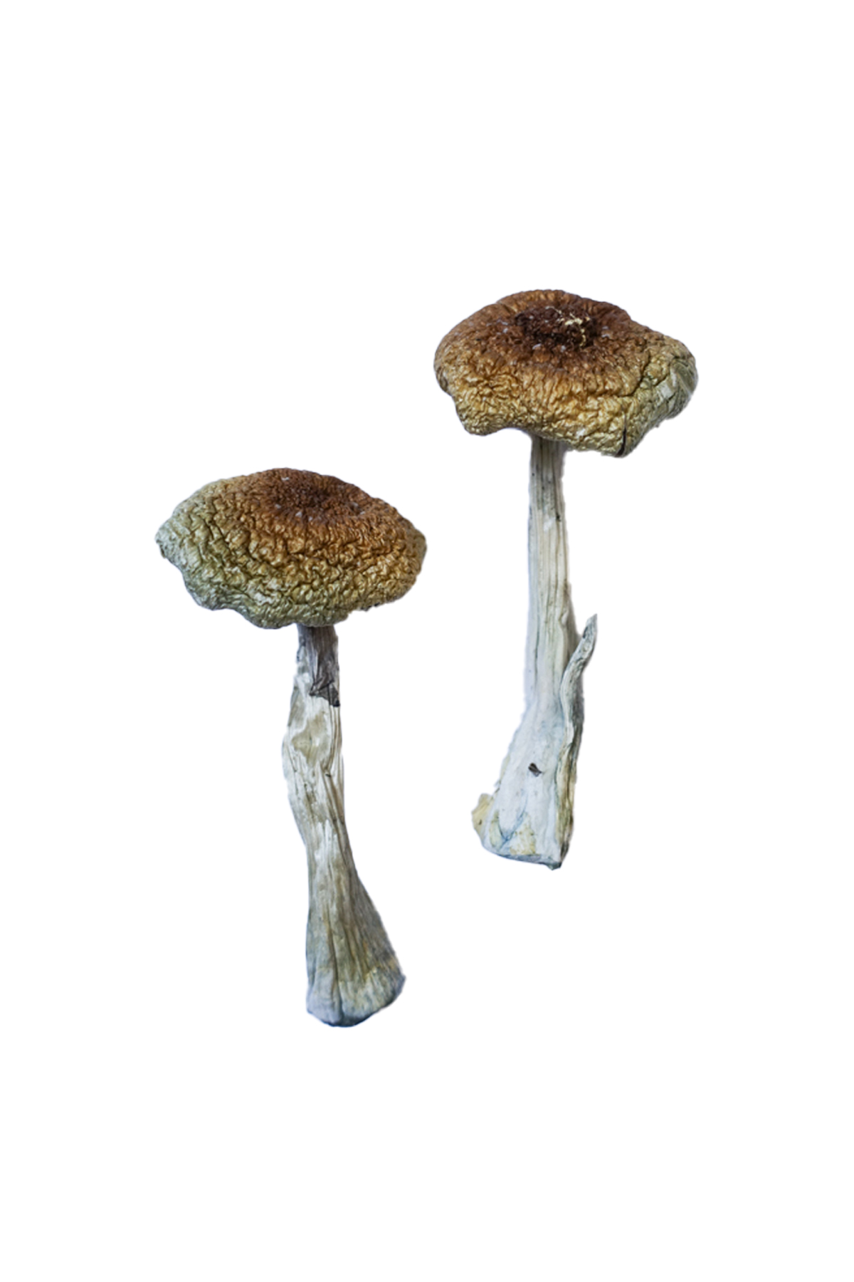 Psilocybe-Aztecorum-Shrooms.jpg Psilocybe Aztecorum Magic Mushrooms - Image 1