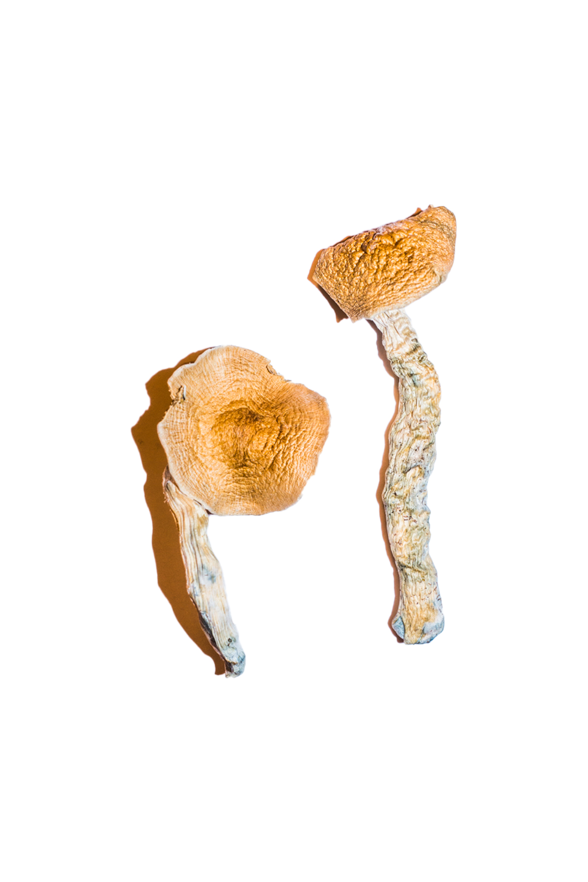 Transkei-Magic-Mushrooms.jpg Transkei Magic Mushrooms - Image 1