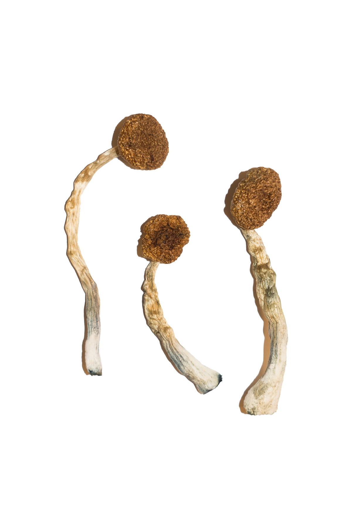 Treasure-Coast-Magic-Mushrooms.jpg Treasure Coast Magic Mushrooms - Image 1
