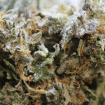 King Louis OG - Image 2