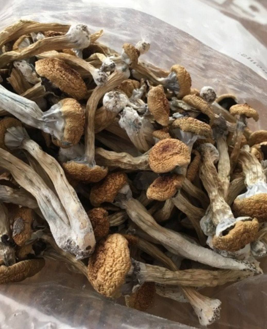 photo_2022-03-10_04-34-01.jpg Psilocybe cubensis - Image 1