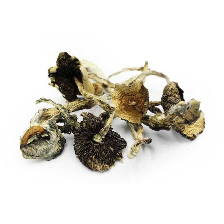 photo_2022-03-10_04-48-20.jpg Amazonian shrooms - Image 1