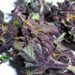 Granddaddy Purple - Image 2
