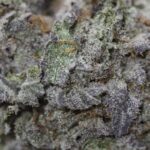 Purple Urkle - Image 2
