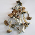Psilocybe Cubensis - Image 2
