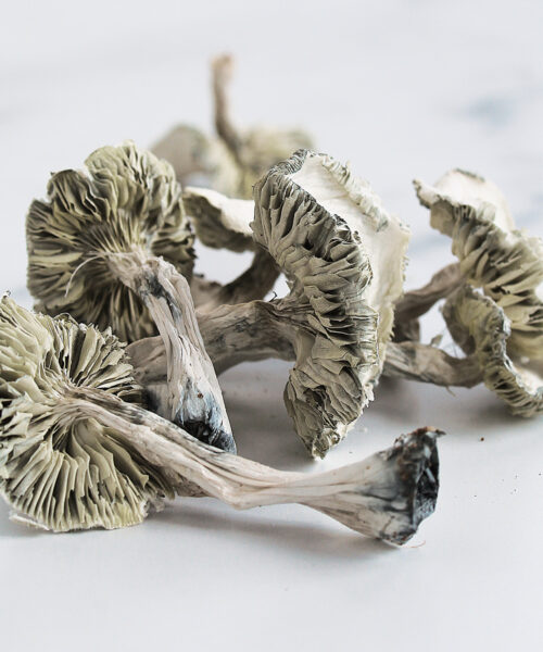 s4-1.jpg Magic Muchroom - Image 1