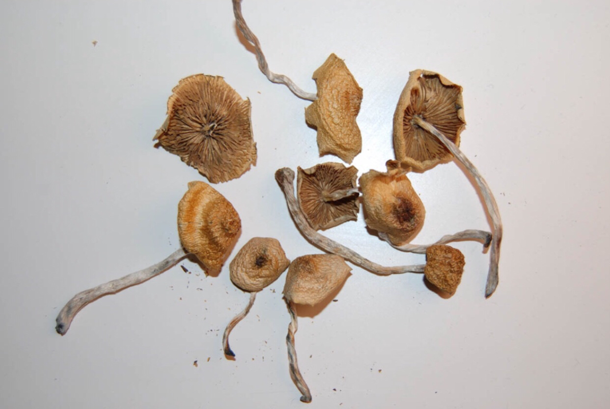 s5.jpg Muchroom Shrooms - Image 1