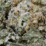 Sweet Berlin - Image 2