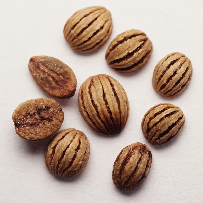 semillas-psychotria-viridis-chacruna-tienda-biogota-biusch-800px.jpg psychotria viridis - Image 1