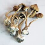 Psilocybe Cubensis