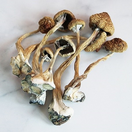 ss.jpg Psilocybe Cubensis - Image 1