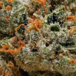 Strawberry Cough - Image 2